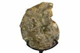 Cretaceous Ammonite (Mammites) Fossil with Metal Stand - Morocco #164218-1